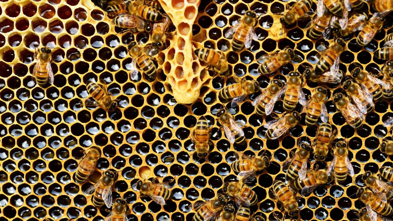 Apicultores del Biobío reportan hasta 40% menos miel tras temporada irregular