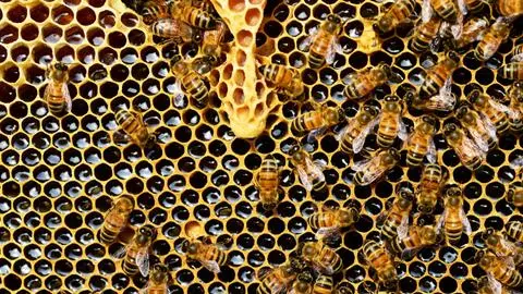 Apicultores del Biobío reportan hasta 40% menos miel tras temporada irregular