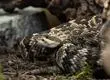 Alerta por avistamiento de serpiente cascabel en San Antonio: Antídoto no existe en Chile