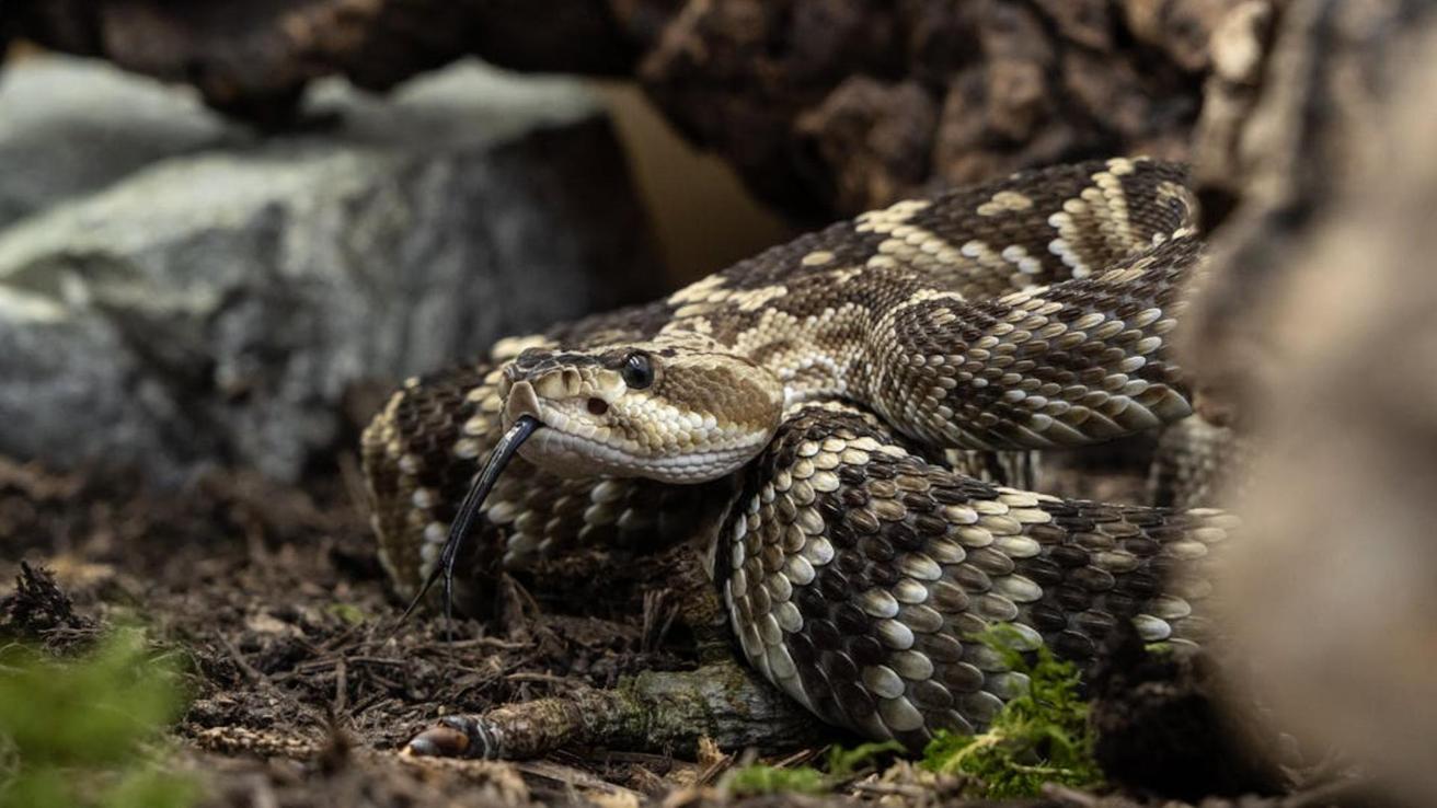 Alerta por avistamiento de serpiente cascabel en San Antonio: Antídoto no existe en Chile