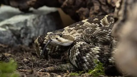 Alerta por avistamiento de serpiente cascabel en San Antonio: Antídoto no existe en Chile