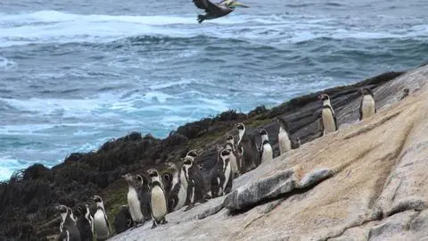 Convocan a marcha ambiental en Concepción tras retiro de decretos de protección: Será el domingo 22 de marzo