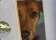 Santa Juana en alerta por abandono animal: agrupación denuncia sobrecarga y falta de fiscalización