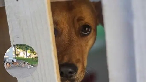 Santa Juana en alerta por abandono animal: agrupación denuncia sobrecarga y falta de fiscalización