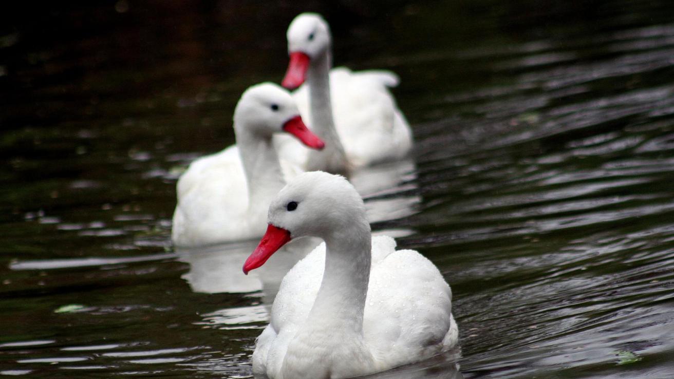 Confirman caso de gripe aviar en aves silvestres de Valparaíso
