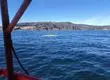 Lancha con siete pescadores naufragó este lunes frente a Punta Lavapié en la Región del Biobío