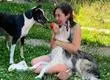Se difunde la historia de dos mascotas que buscan hogar juntas tras fallecimiento de su dueña en Concepción