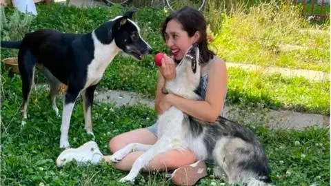 Se difunde la historia de dos mascotas que buscan hogar juntas tras fallecimiento de su dueña en Concepción
