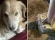“Estamos muy afectados”: Piden justicia tras muerte de Toby, perrito electrocutado al apoyarse en poste de luz en Viña del Mar