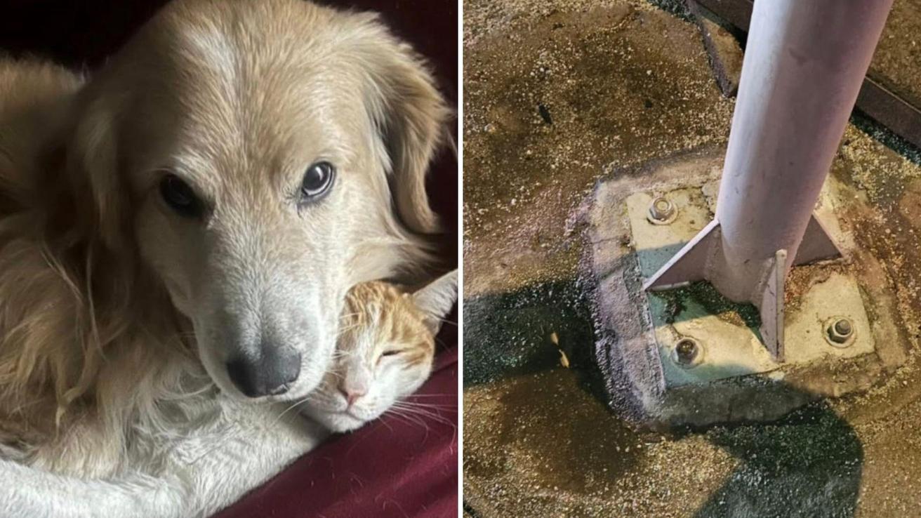 “Estamos muy afectados”: Piden justicia tras muerte de Toby, perrito electrocutado al apoyarse en poste de luz en Viña del Mar