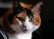 Alerta por hongo que puede transmitirse de gatos a humanos: se detectó en países de Latinoamérica