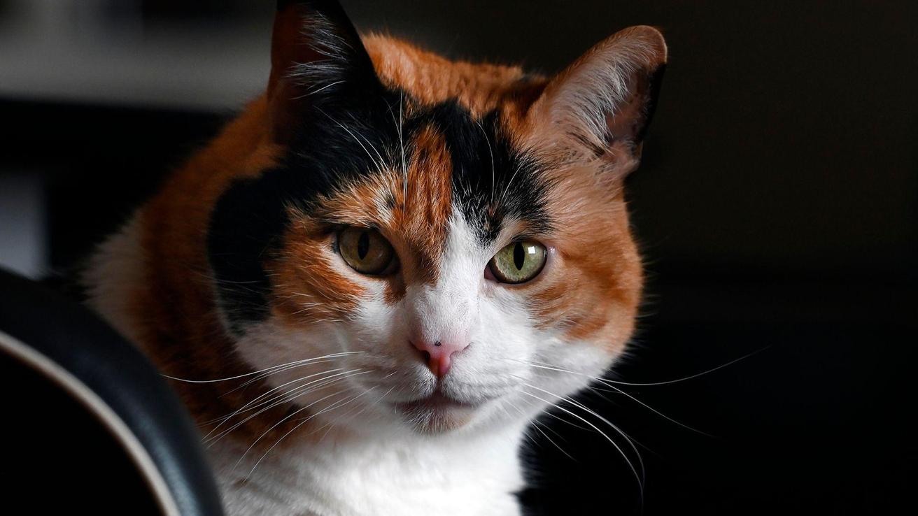Alerta por hongo que puede transmitirse de gatos a humanos: se detectó en países de Latinoamérica