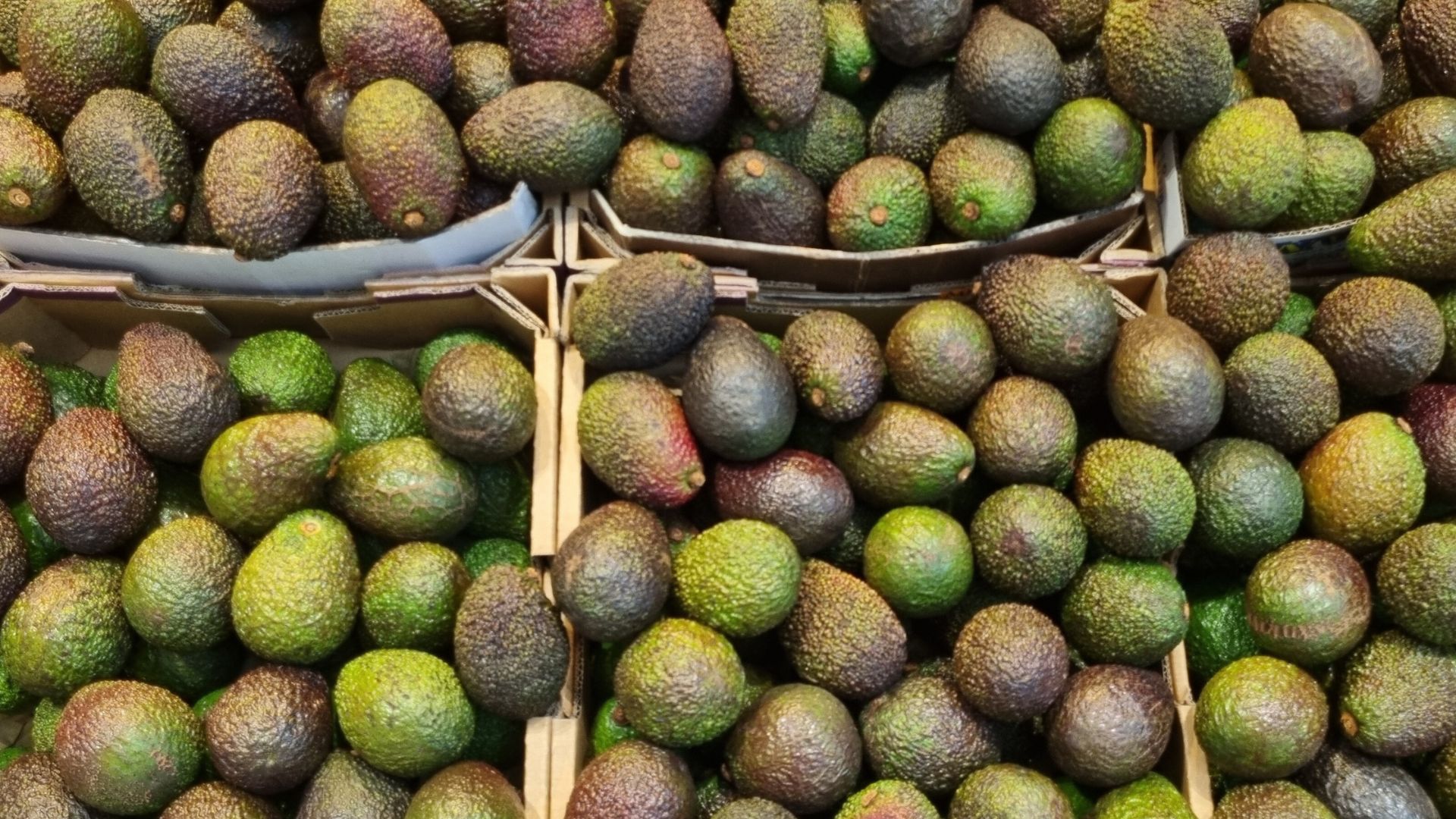 Este es el único país del mundo que supera a Chile en consumo de palta
