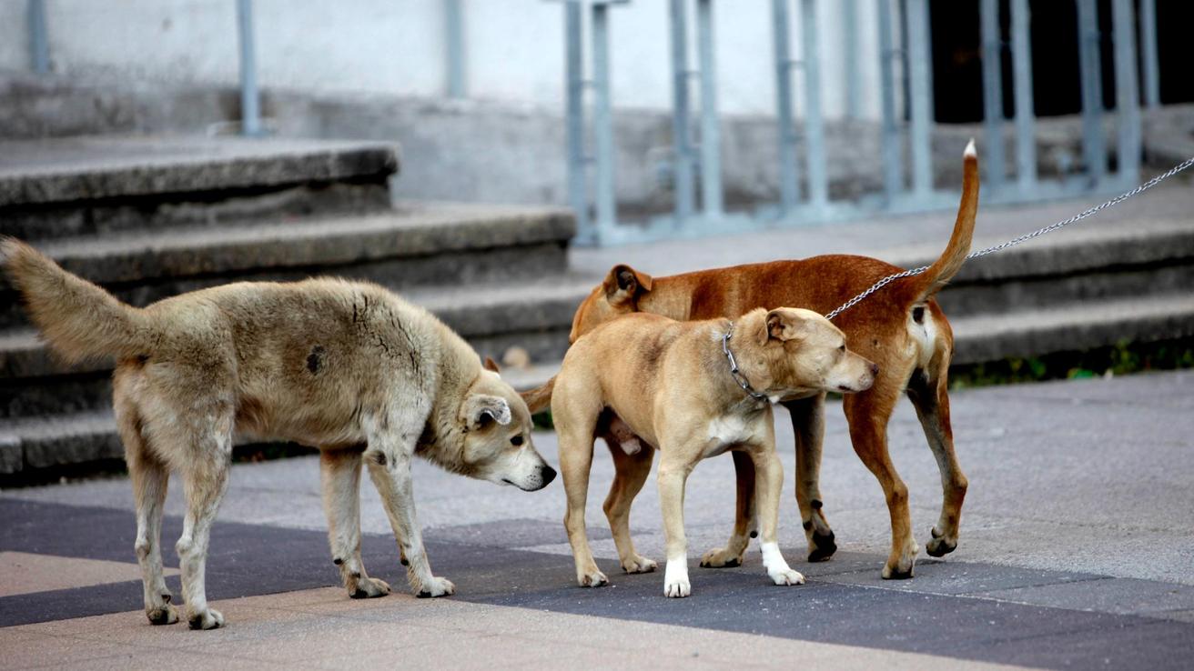 Mujer fue atacada por una jauría de perros en San Pedro de la Paz: Resultó con heridas graves