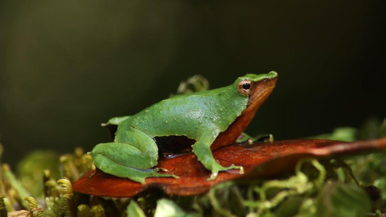 Ranita de Darwin: Contraloría da luz verde al plan de conservación de la especie tras reingreso del decreto por parte del Gobierno
