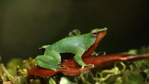 Ranita de Darwin: Contraloría da luz verde al plan de conservación de la especie tras reingreso del decreto por parte del Gobierno