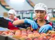 Cámara baja aprueba nuevo Subsidio Unificado al Empleo (SUE) 2026: montos y requisitos del proyecto