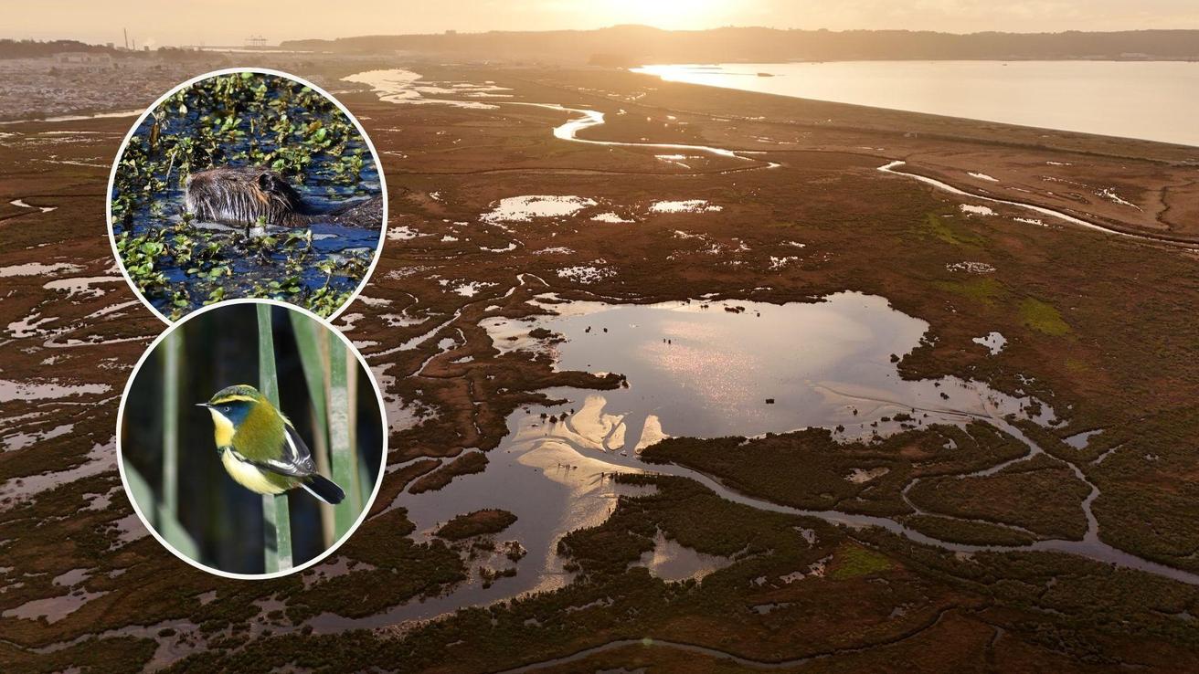 Declaran al Humedal Rocuant-Andalién como Humedal Urbano, uno de los ecosistemas más relevantes del Biobío