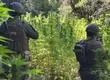 Golpe al narcotráfico en el Maule: Carabineros detecta y destruye más de 7.000 plantas de marihuana en Romeral