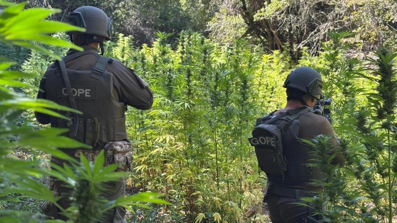 Golpe al narcotráfico en el Maule: Carabineros detecta y destruye más de 7.000 plantas de marihuana en Romeral
