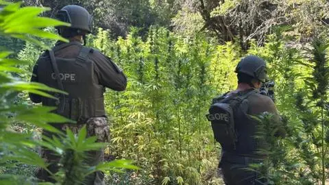 Golpe al narcotráfico en el Maule: Carabineros detecta y destruye más de 7.000 plantas de marihuana en Romeral