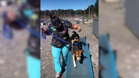 San Pedro de la Paz tiene el primer parque de entretención para mascotas: Pronto se inaugurará