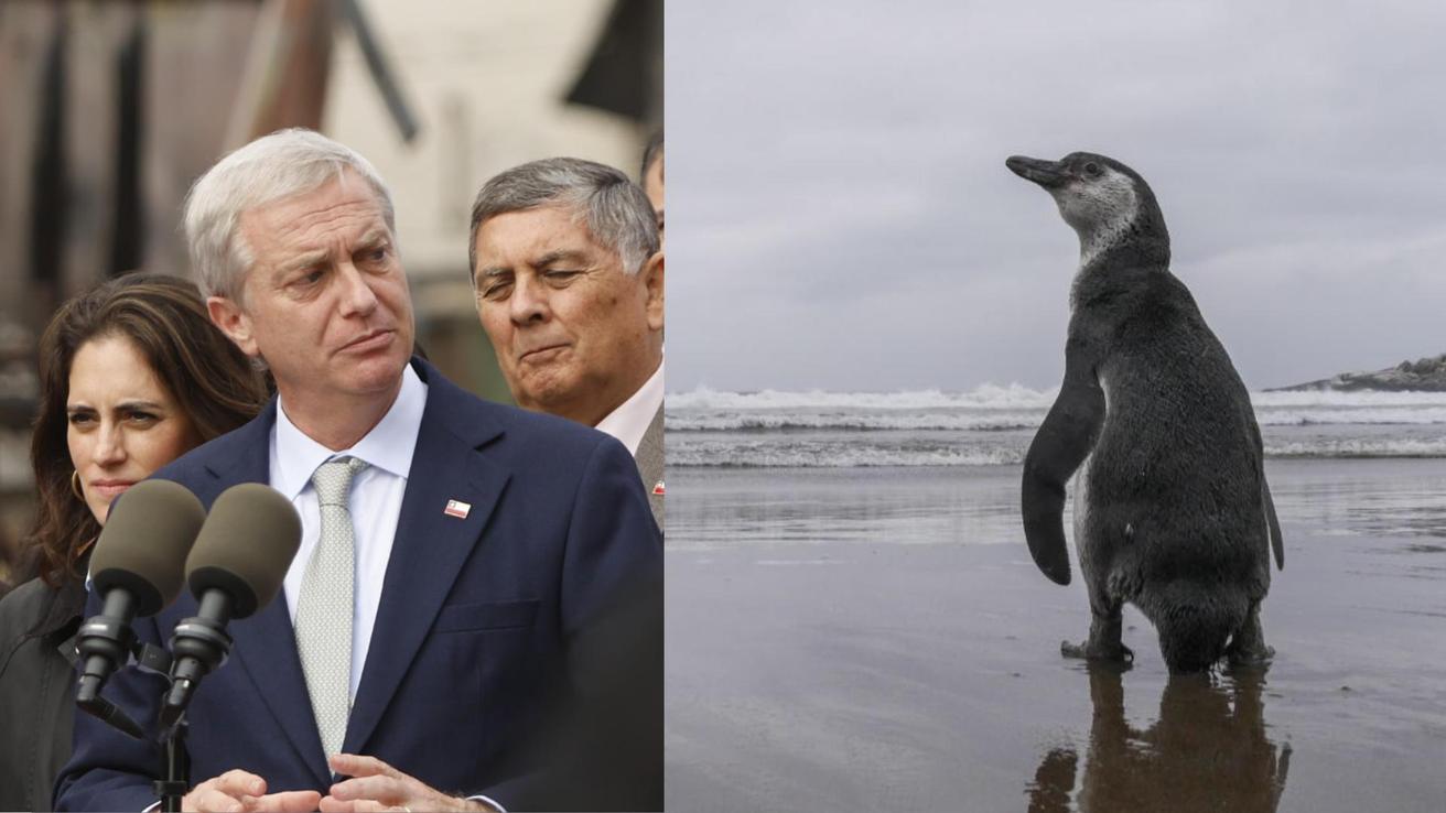 Gobierno de Kast retiró 43 decretos ambientales presentados por administración de Boric: Se incluye protección del pingüino de Humboldt y creación de parques