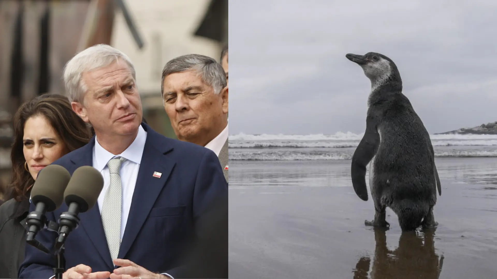 Gobierno de Kast retiró 43 decretos ambientales presentados por administración de Boric: Se incluye protección del pingüino de Humboldt y creación de parques