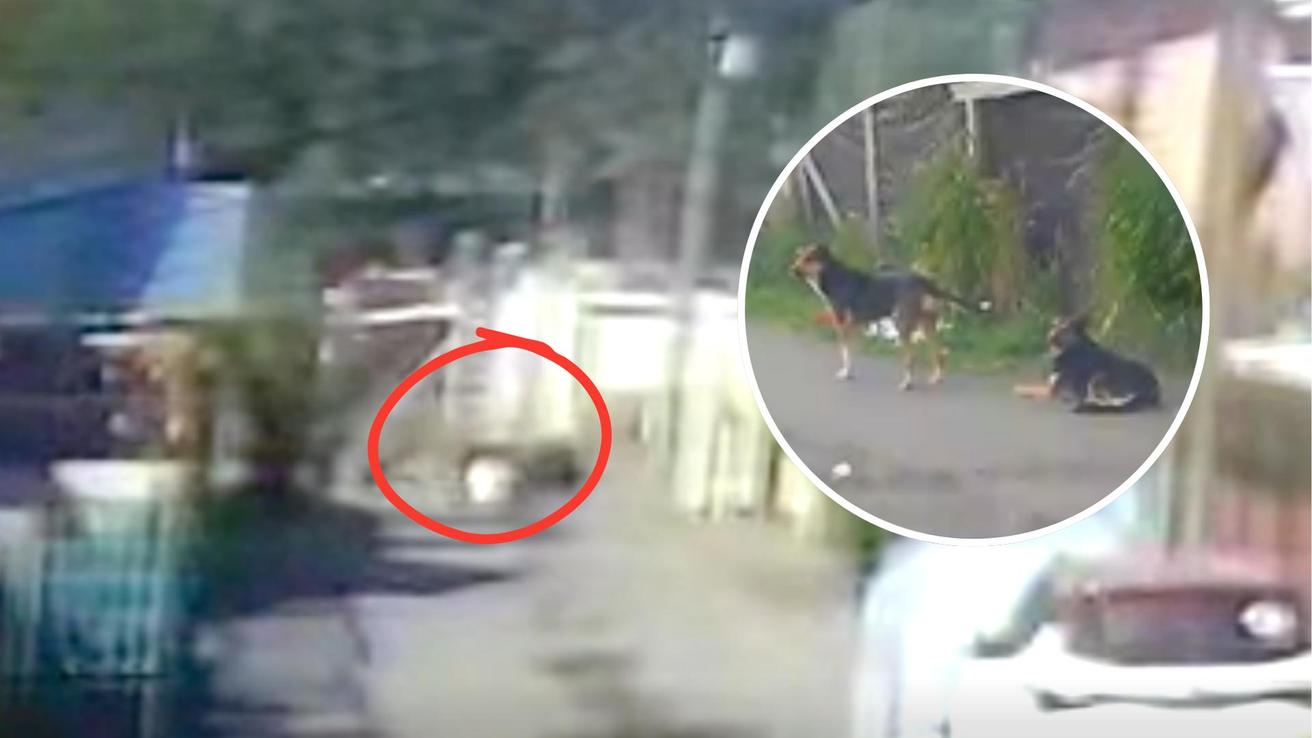 Jauría de perros que dejó a joven hospitalizada en San Pedro habría atacado a otras 9 personas