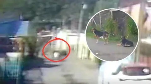 Jauría de perros que dejó a joven hospitalizada en San Pedro habría atacado a otras 9 personas