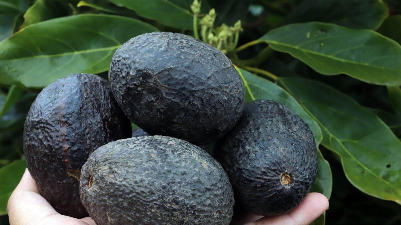 Chilenos comen casi 9 kilos de palta al año en medio de megasequía que afecta a localidades productoras