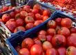 La Fiesta del Tomate se celebrará en Santa Juana sin riesgo de lluvias