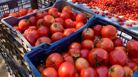 La Fiesta del Tomate se celebrará en Santa Juana sin riesgo de lluvias