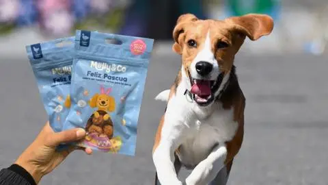 Hasta los perros pueden celebrar la pascua con huevitos especiales: Están en dos supermercados