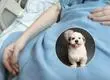 Hospitales públicos comienzan a permitir visitas de mascotas a pacientes bajo nuevos protocolos