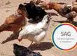 Crece preocupación por Influenza Aviar luego que SAG confirmara casos en aves silvestres de Valparaíso: estos son los síntomas