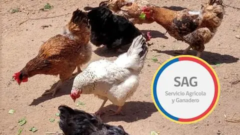 Crece preocupación por Influenza Aviar luego que SAG confirmara casos en aves silvestres de Valparaíso: estos son los síntomas