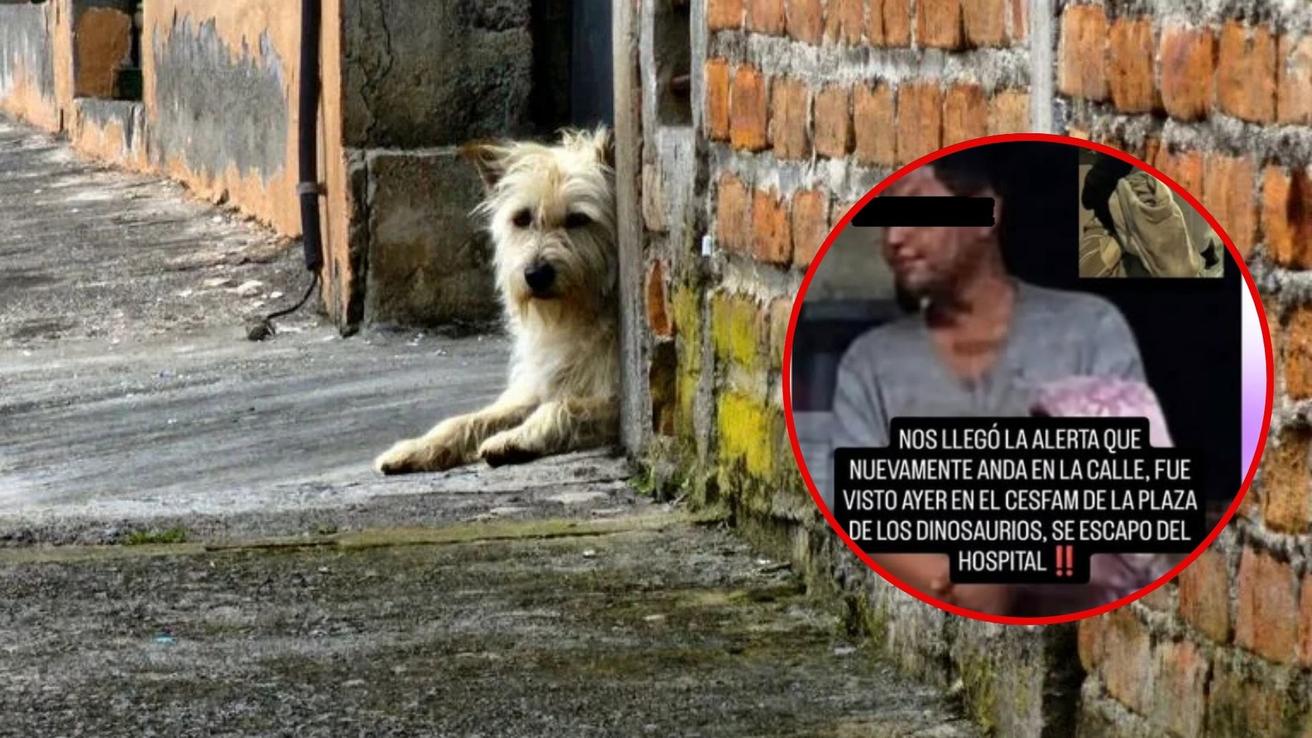 Se paró y se fue: eventual vacío en los procedimientos permite que abusador de perritos de Tomé esté en libertad
