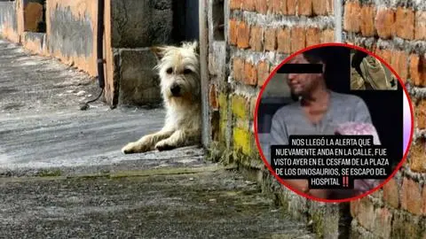 Se paró y se fue: eventual vacío en los procedimientos permite que abusador de perritos de Tomé esté en libertad