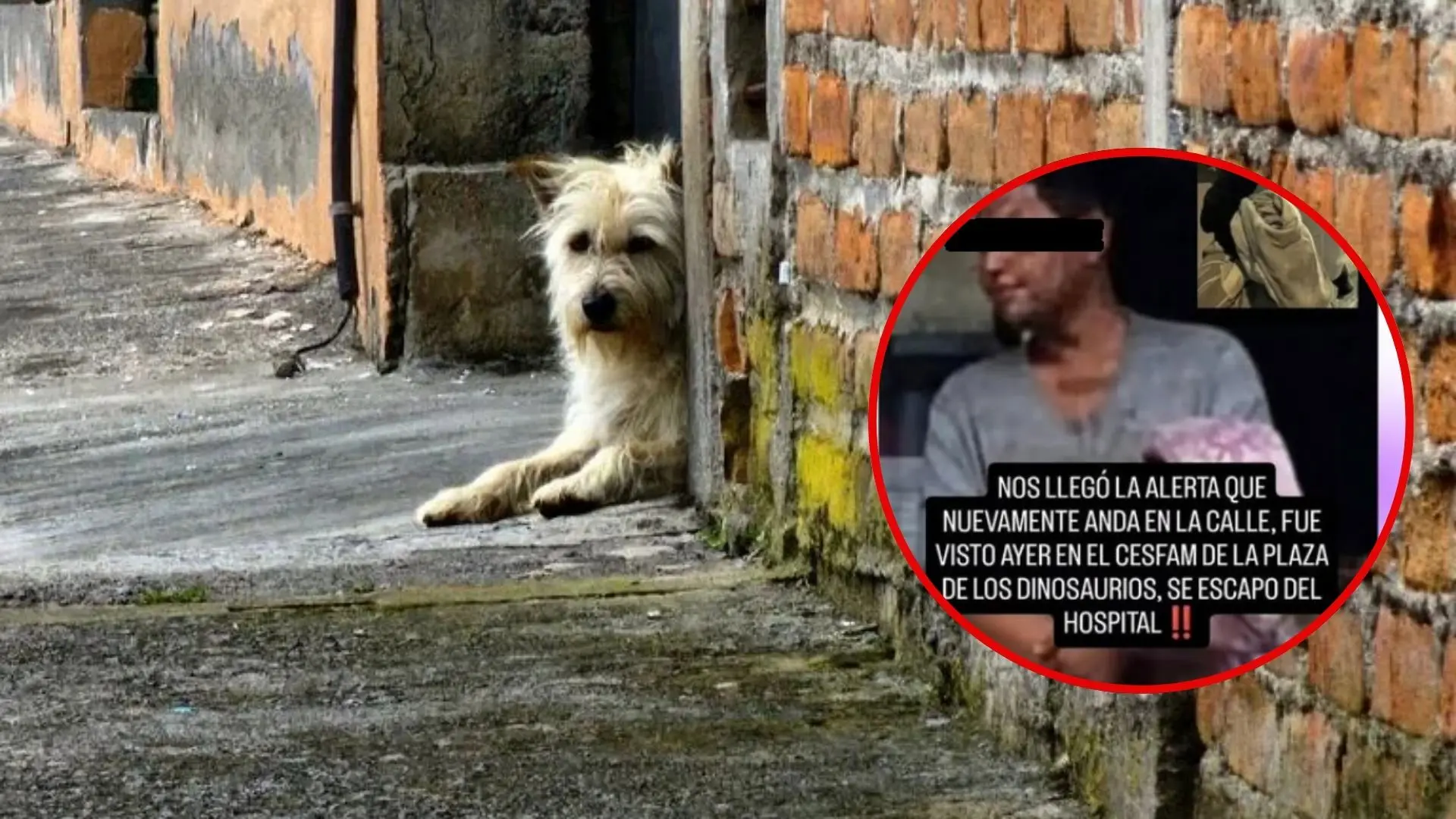 Se paró y se fue: eventual vacío en los procedimientos permite que abusador de perritos de Tomé esté en libertad
