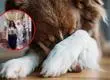 Impacto por arresto de supuesto abusador en serie de perritos: Actuaba en Concepción, Penco y Tomé