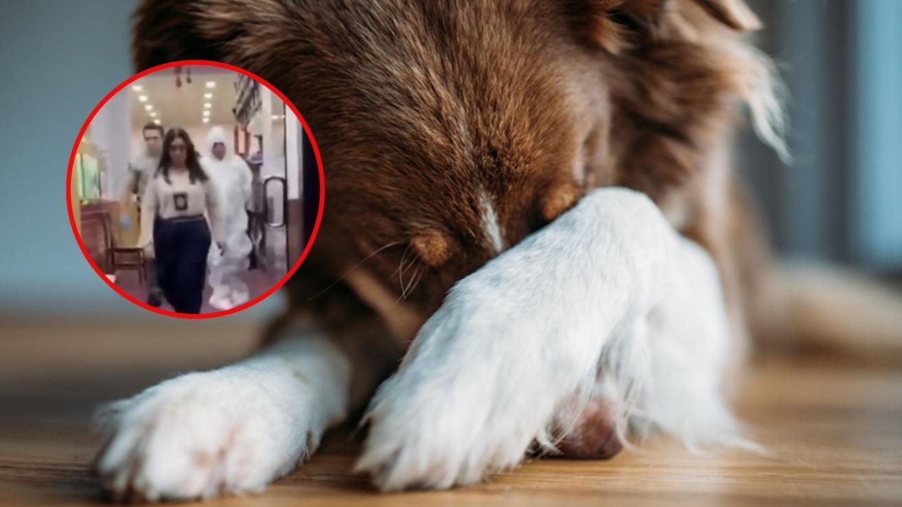 Impacto por arresto de supuesto abusador en serie de perritos: Actuaba en Concepción, Penco y Tomé