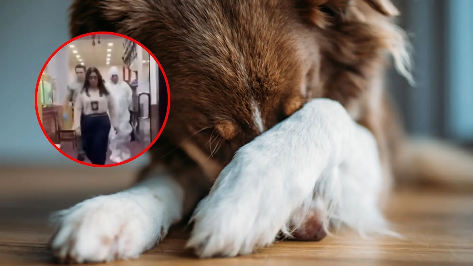 Impacto por arresto de supuesto abusador en serie de perritos: Actuaba en Concepción, Penco y Tomé