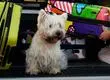 KNino: Nuevo canal chileno busca acompañar a las mascotas las 24 horas del día
