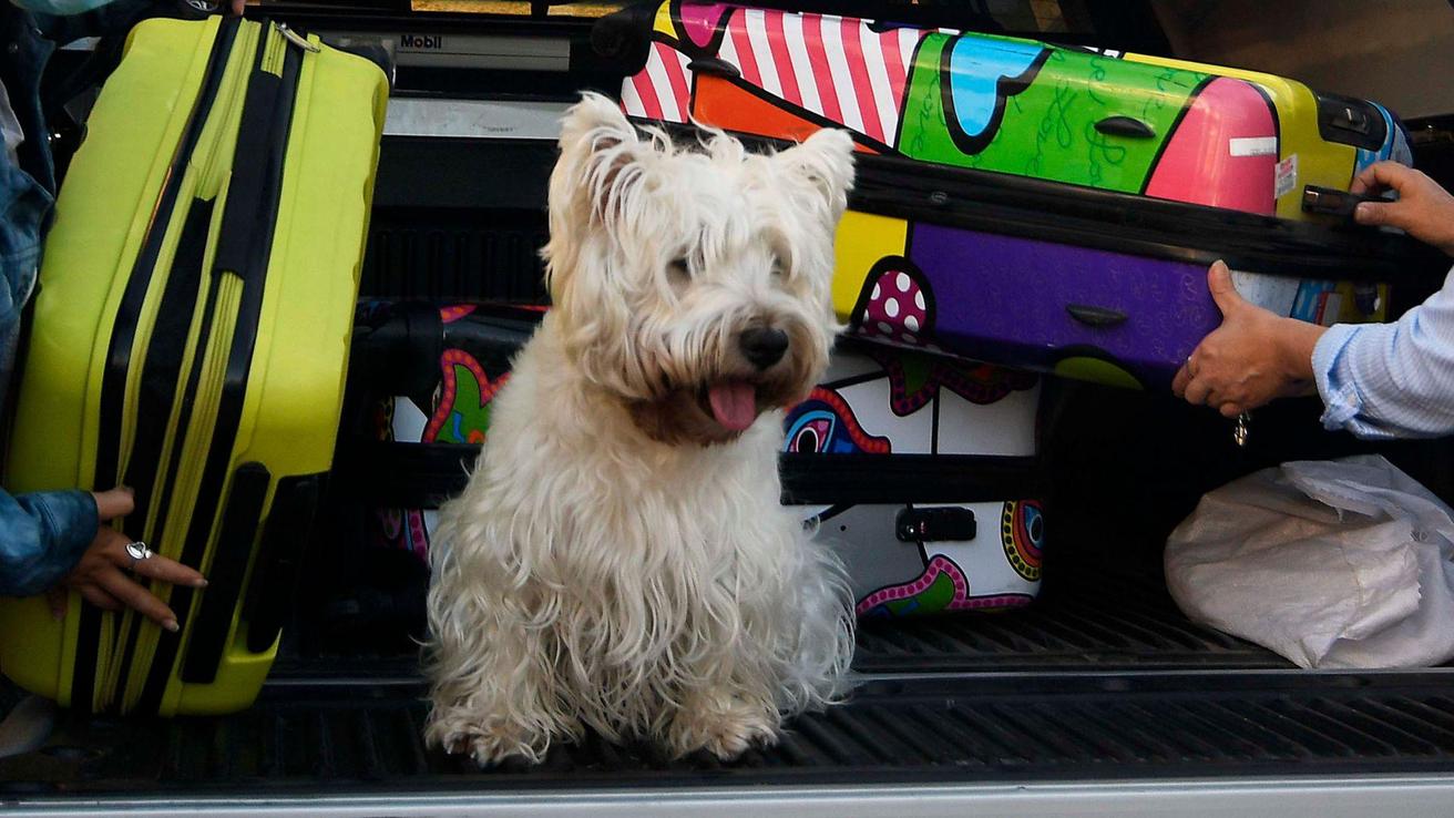 KNino: Nuevo canal chileno busca acompañar a las mascotas las 24 horas del día
