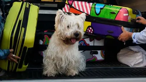 KNino: Nuevo canal chileno busca acompañar a las mascotas las 24 horas del día