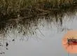 Nubes de zancudos en el Biobío: fenómeno responde a un desequilibrio ecológico e intervención de humedales