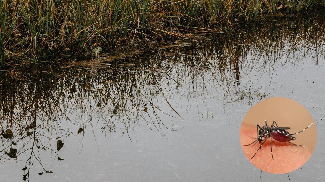 Nubes de zancudos en el Biobío: fenómeno responde a un desequilibrio ecológico e intervención de humedales