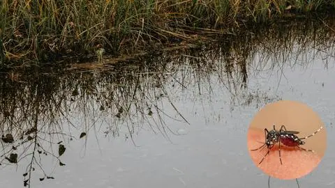 Nubes de zancudos en el Biobío: fenómeno responde a un desequilibrio ecológico e intervención de humedales