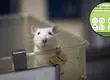 Día Mundial de los Animales en Laboratorios: Solo el 23% de los países ha prohibido las pruebas cosméticas